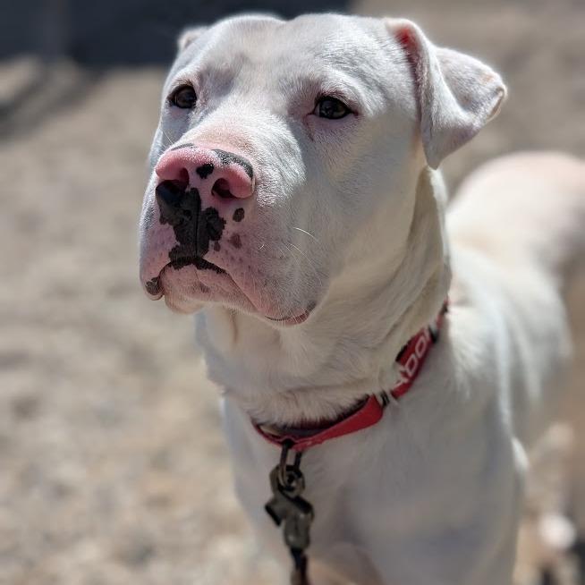 Ghost, a Adoptable Mixed Breed in West Olive, MI image 3/6