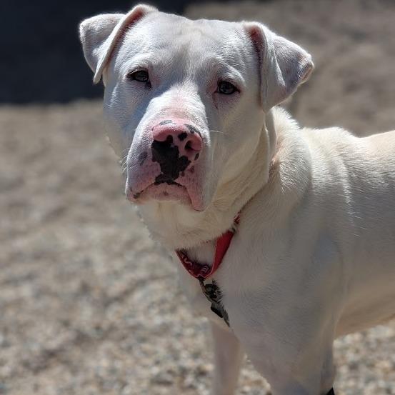Ghost, a Adoptable Mixed Breed in West Olive, MI image 4/6