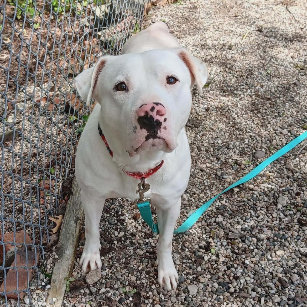 Ghost, a Adoptable Mixed Breed in West Olive, MI image 5/6
