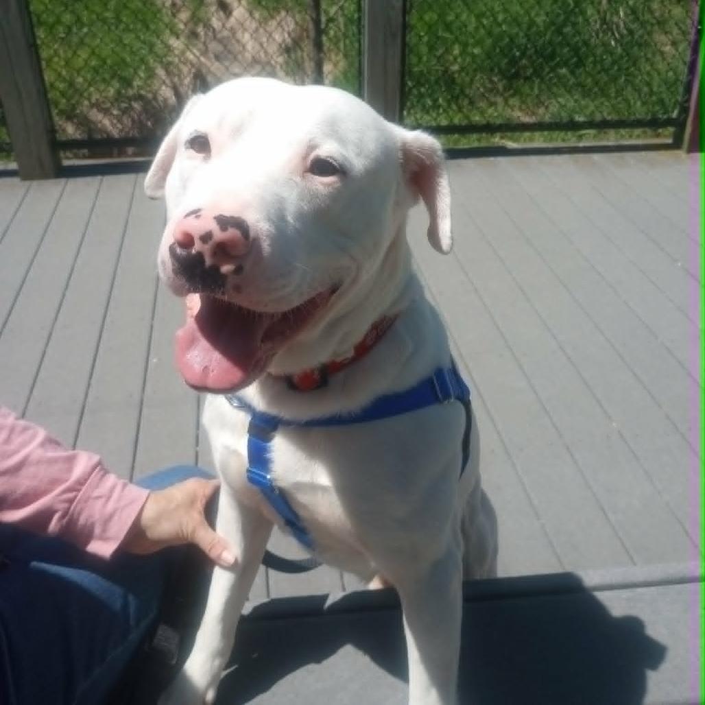 Ghost, a Adoptable Mixed Breed in West Olive, MI image 6/6