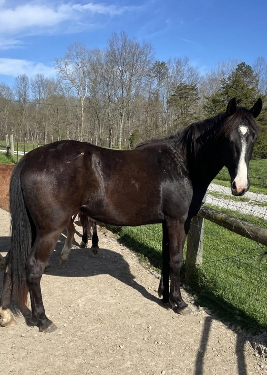 Enlarge SELA -  365 Division, a Adoptable mixed breed in Huntington, WV image 5/6