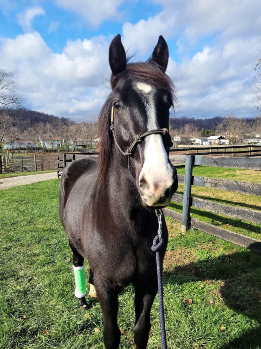 Enlarge SELA -  365 Division, a Adoptable mixed breed in Huntington, WV image 4/6