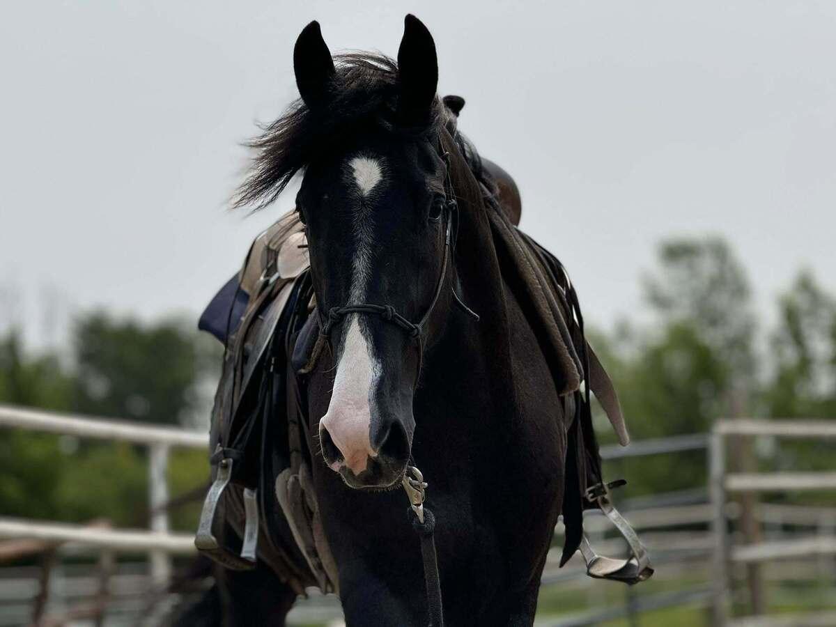 SELA -  365 Division, Adoptable, Young Female Quarterhorse & Tennessee Walker.