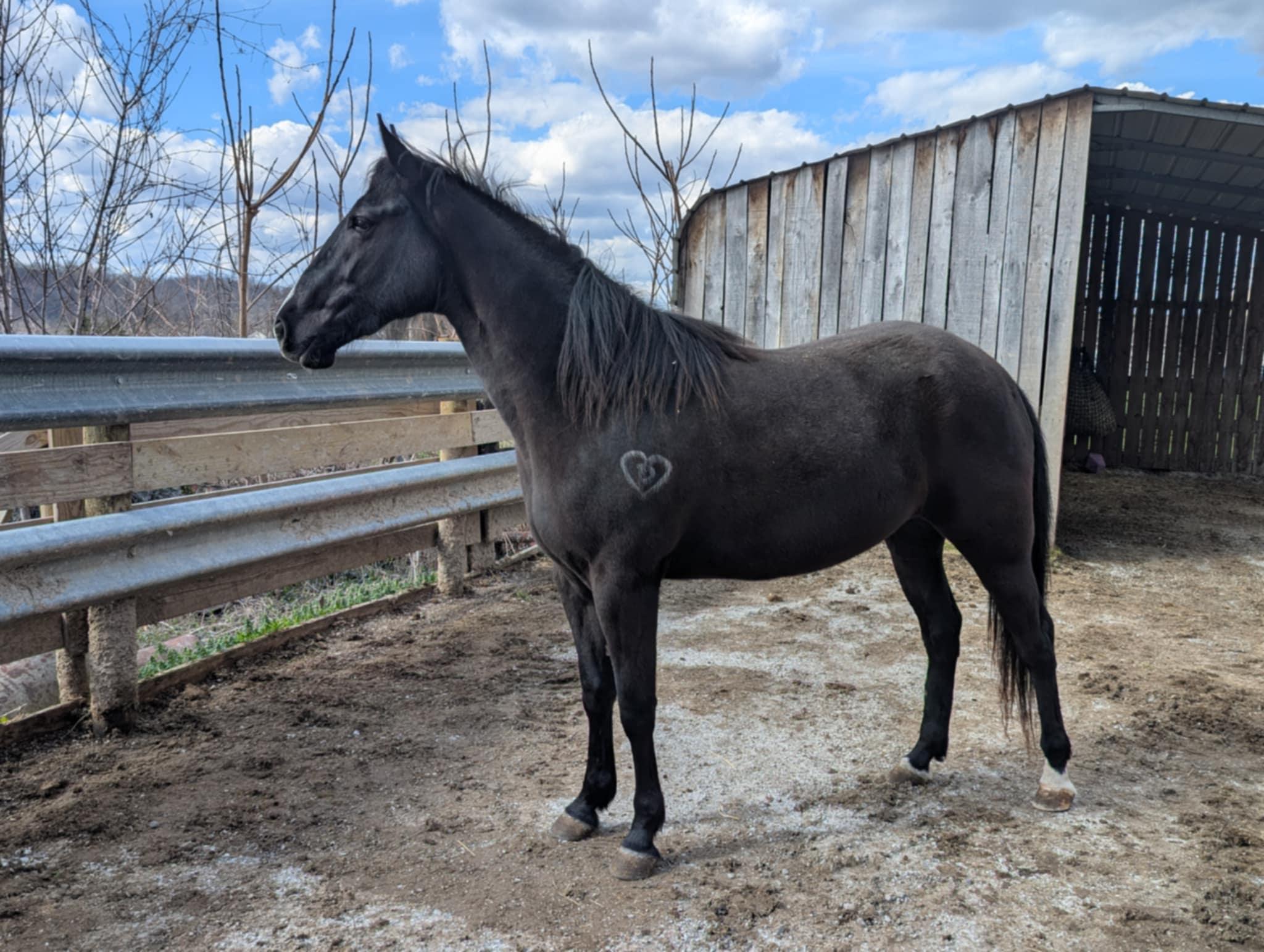 Enlarge SELA -  365 Division, a Adoptable mixed breed in Huntington, WV image 3/6