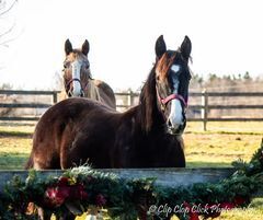 Enlarge SELA -  365 Division, a Adoptable mixed breed in Huntington, WV image 6/6