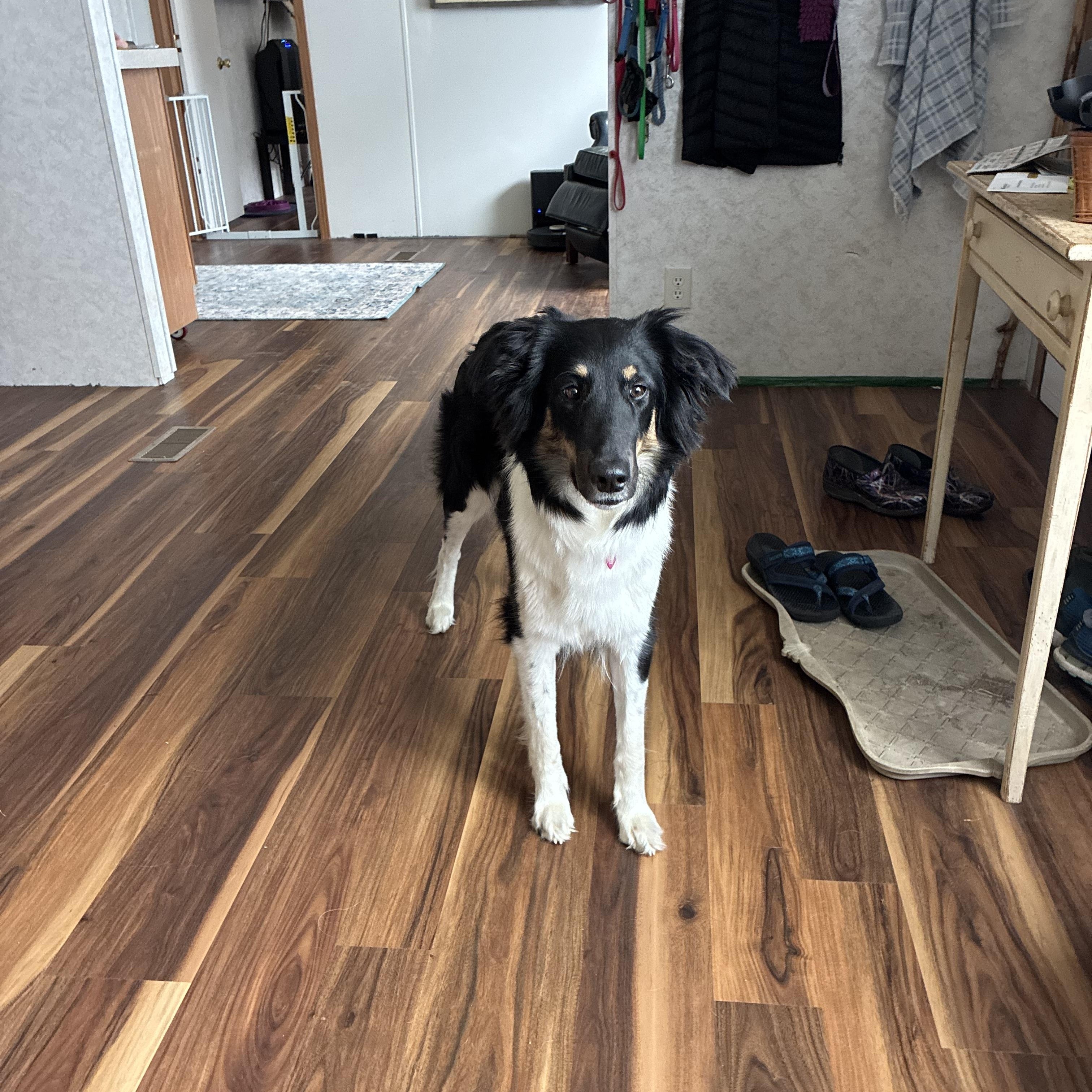 Khaleesi, a ADOPTABLE mixed breed in Radford, VA image 3/6