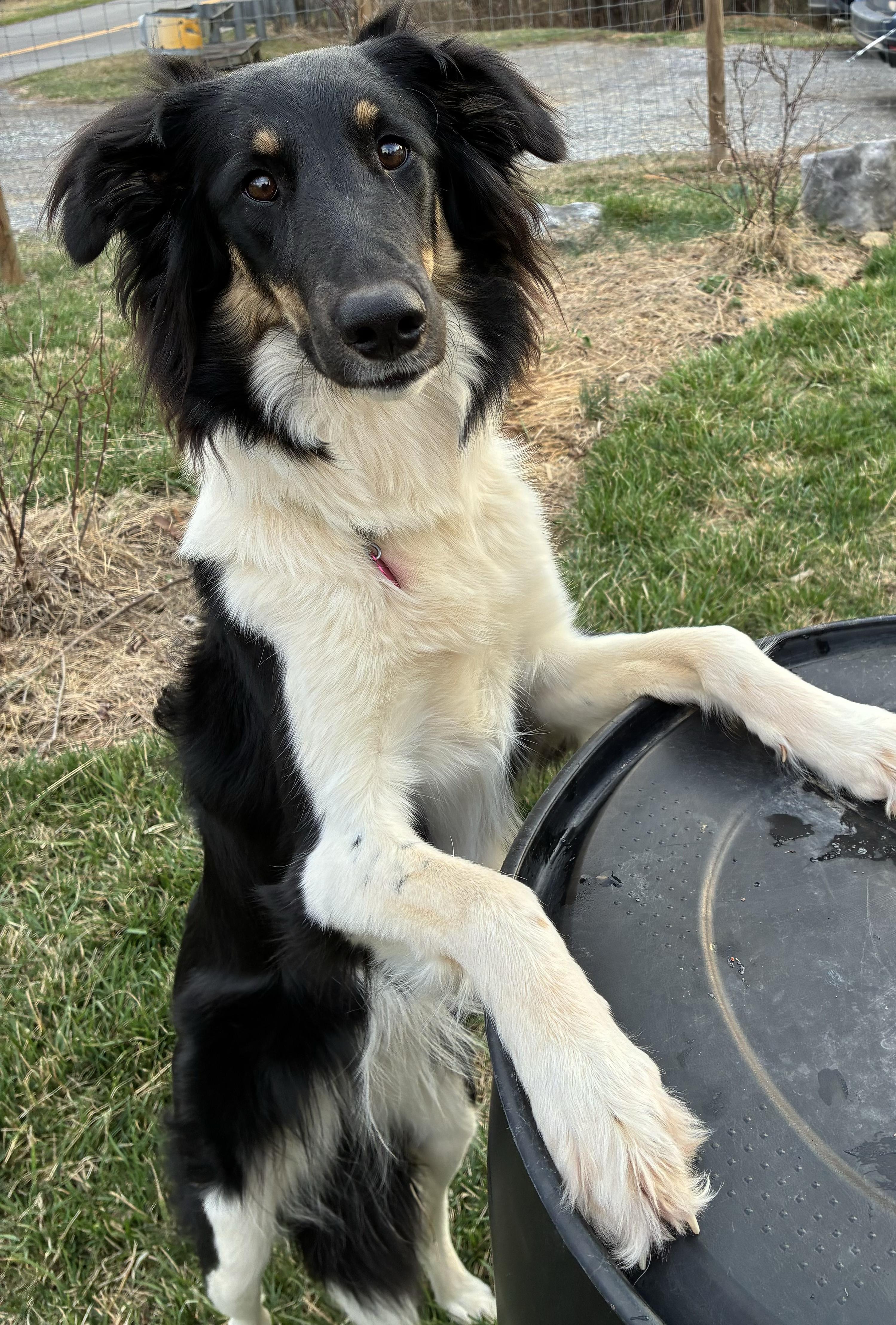 Khaleesi, a ADOPTABLE mixed breed in Radford, VA image 2/6