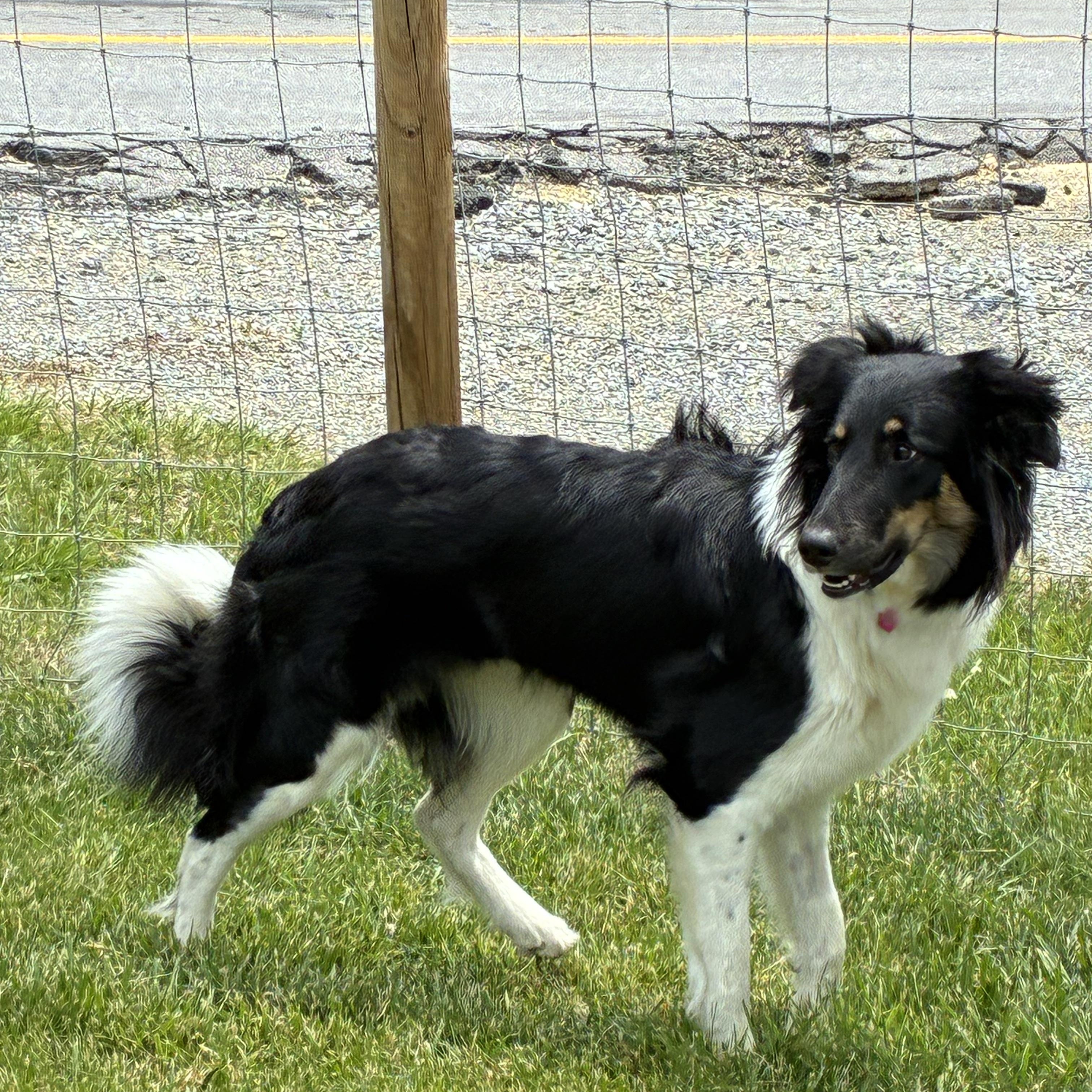 Khaleesi, a ADOPTABLE mixed breed in Radford, VA image 4/6