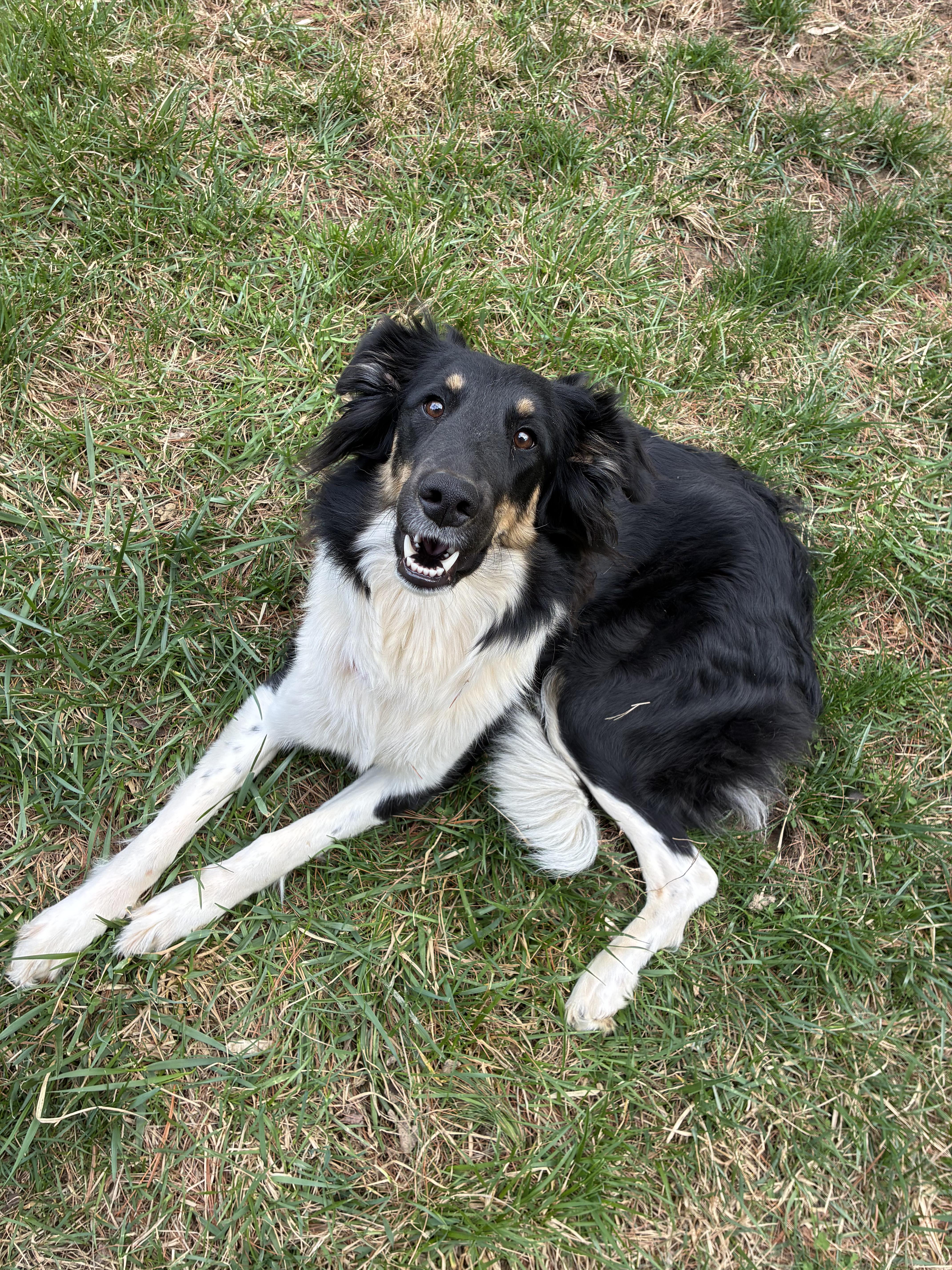 Khaleesi, a ADOPTABLE mixed breed in Radford, VA image 1/6