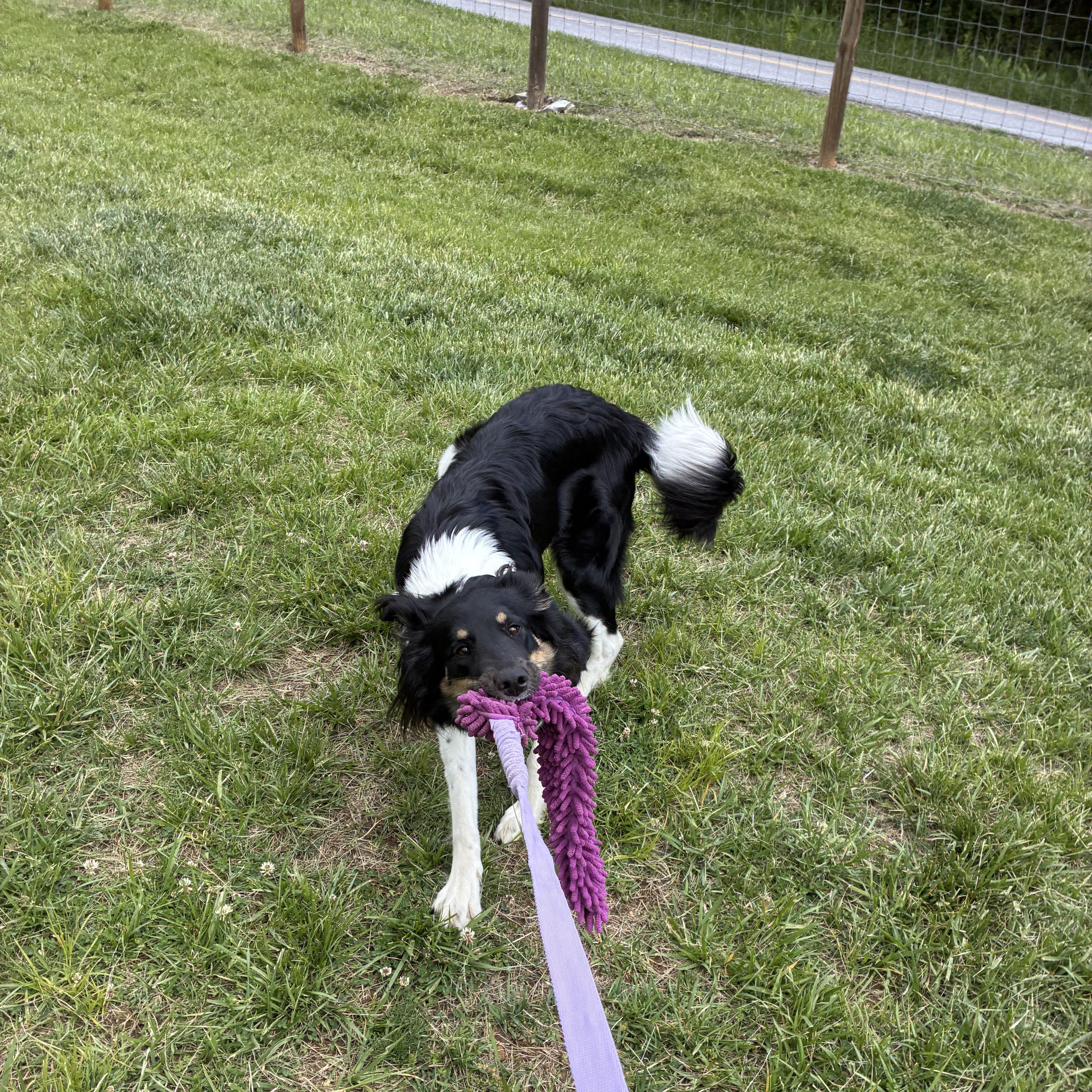 Khaleesi, a ADOPTABLE mixed breed in Radford, VA image 6/6