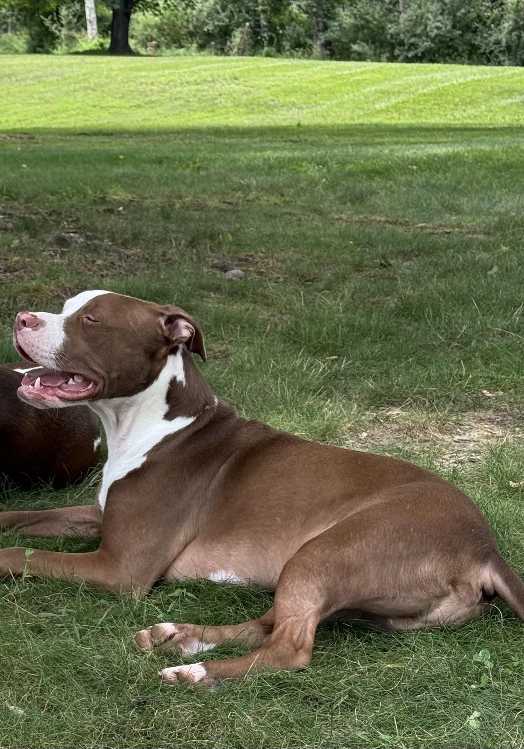 Enlarge Hubba Bubba, a ADOPTABLE mixed breed in Newton, NJ image 3/5