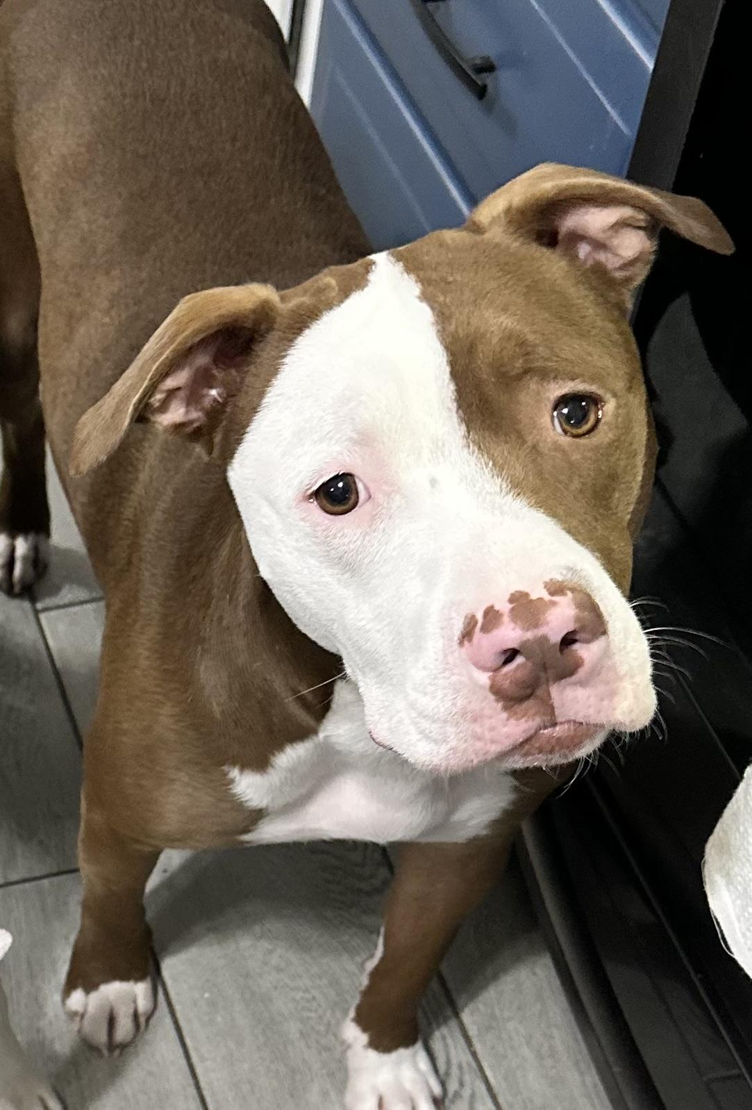 Enlarge Hubba Bubba, a ADOPTABLE mixed breed in Newton, NJ image 2/5