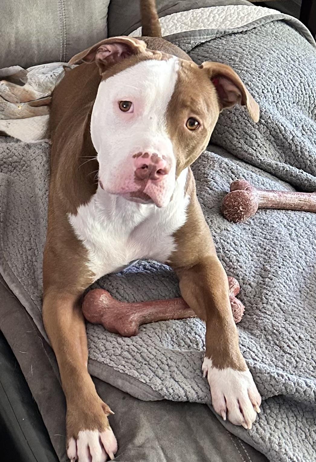 Enlarge Hubba Bubba, a ADOPTABLE mixed breed in Newton, NJ image 5/5