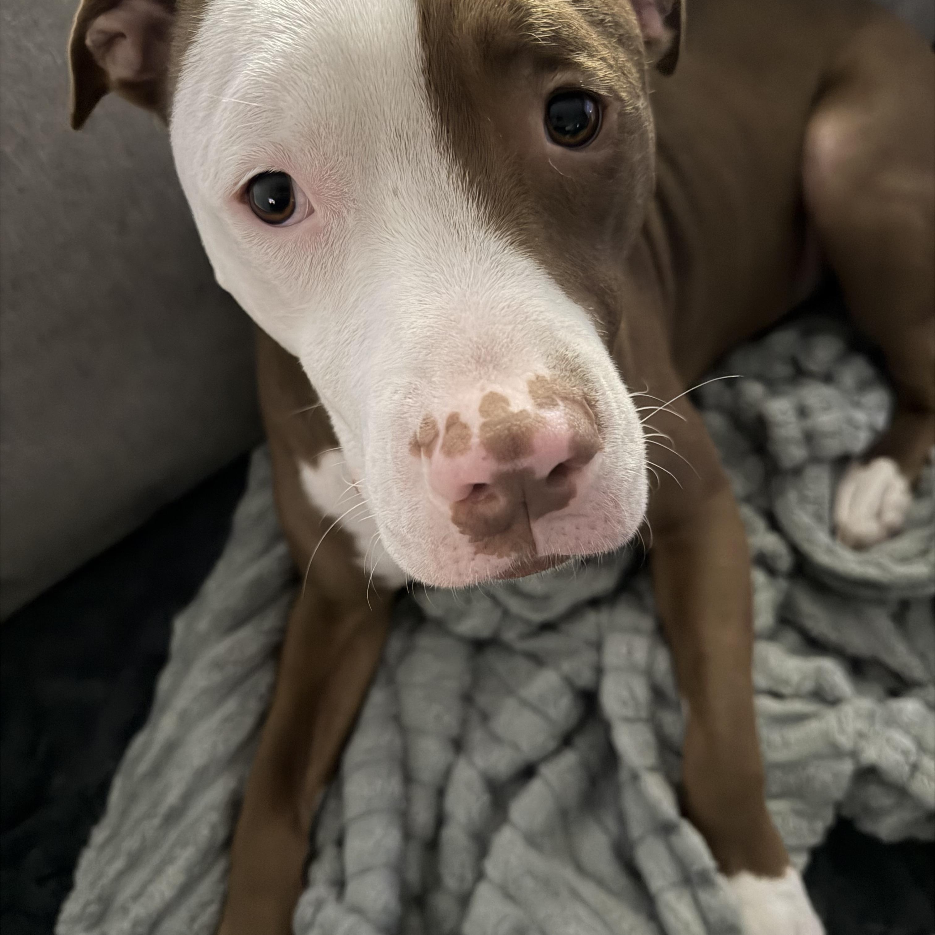 Enlarge Hubba Bubba, a ADOPTABLE mixed breed in Newton, NJ image 4/5