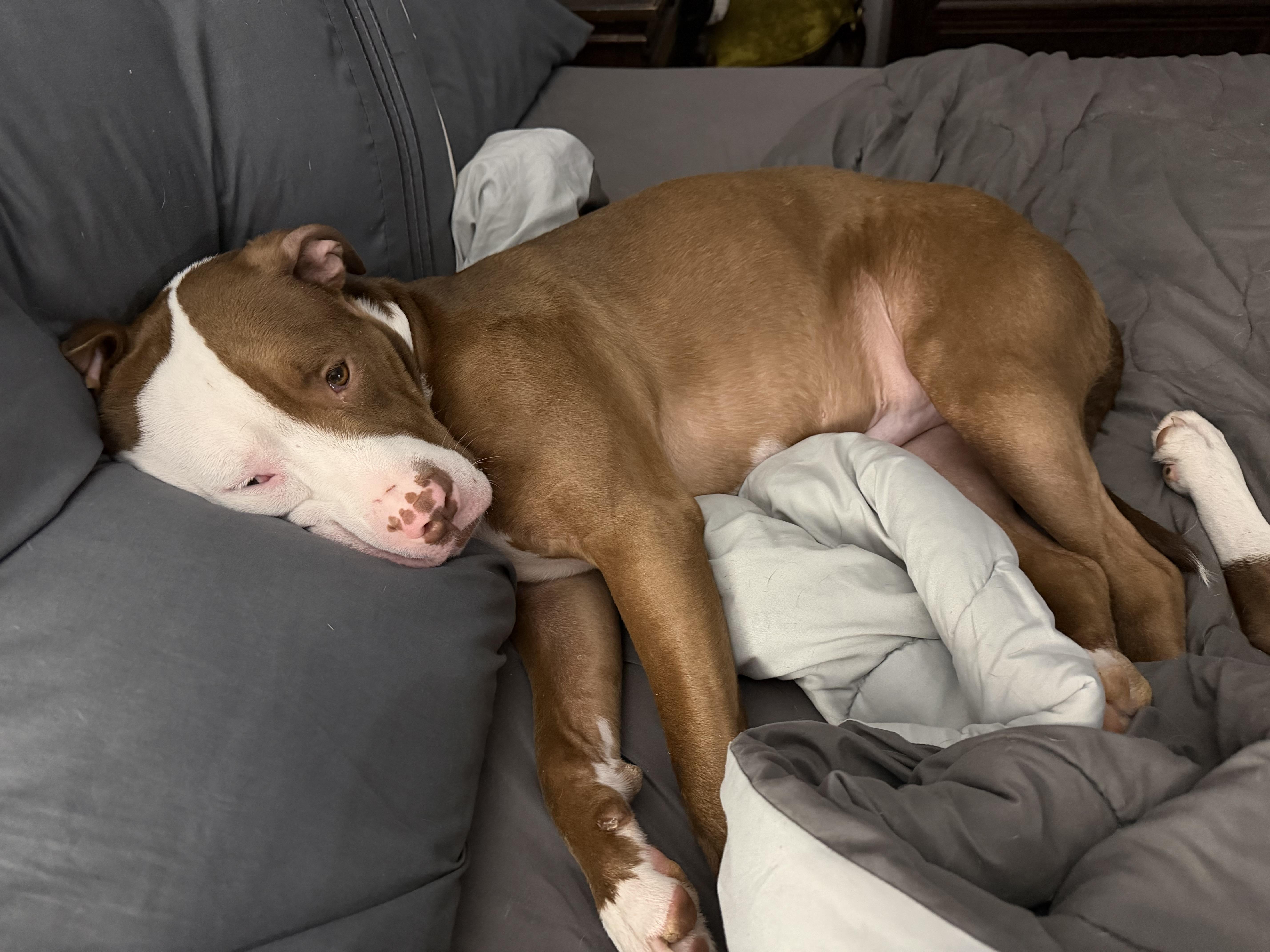 Enlarge Hubba Bubba, a ADOPTABLE mixed breed in Newton, NJ image 1/5