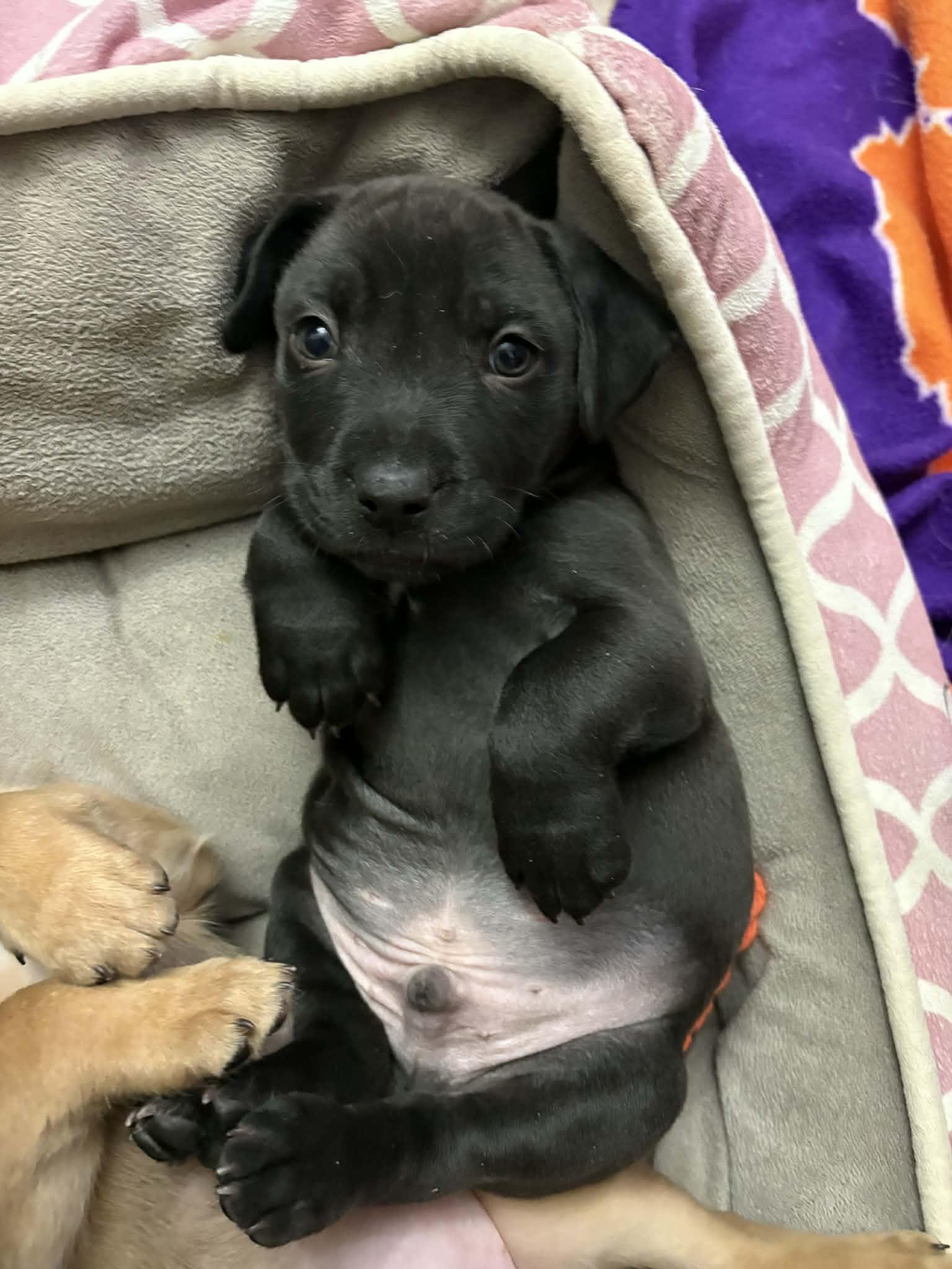 Henry, a Adoptable mixed breed in O'Fallon, MO image 3/3