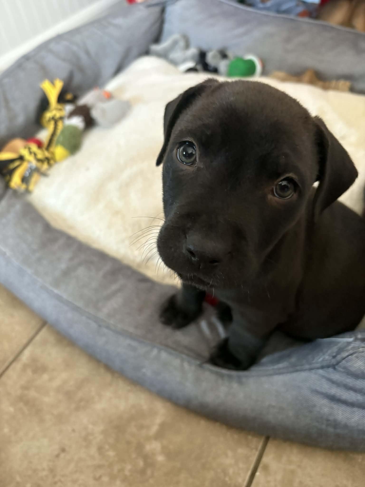 Henry, Adoptable, Puppy Male Labrador Retriever & Pit Bull Terrier.