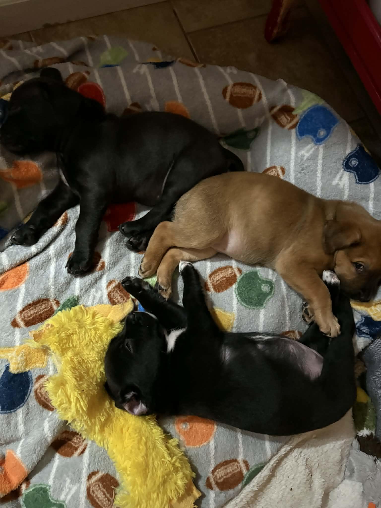 Henry, a Adoptable mixed breed in O'Fallon, MO image 2/3