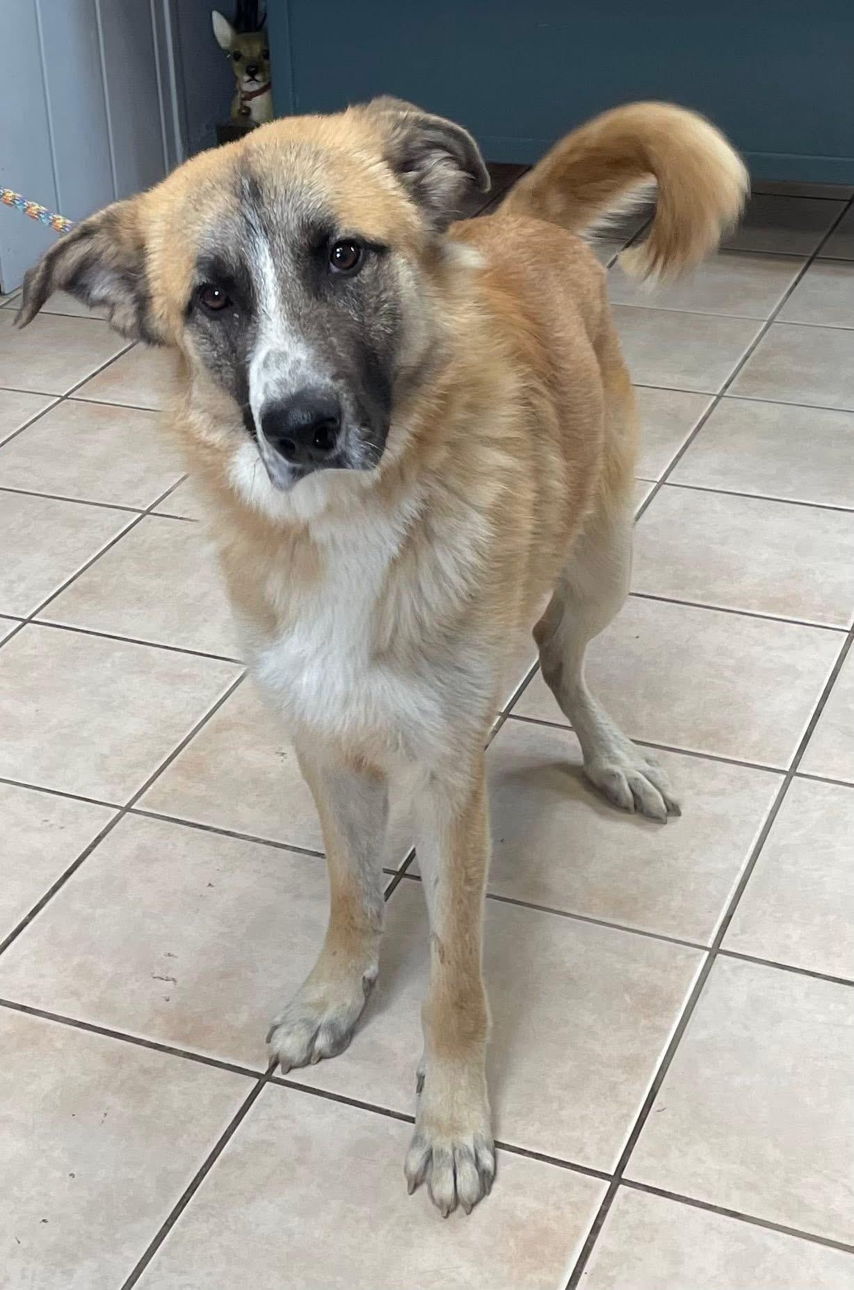 Enlarge BRODY, a Adoptable mixed breed in Cincinnati, OH image 1/4