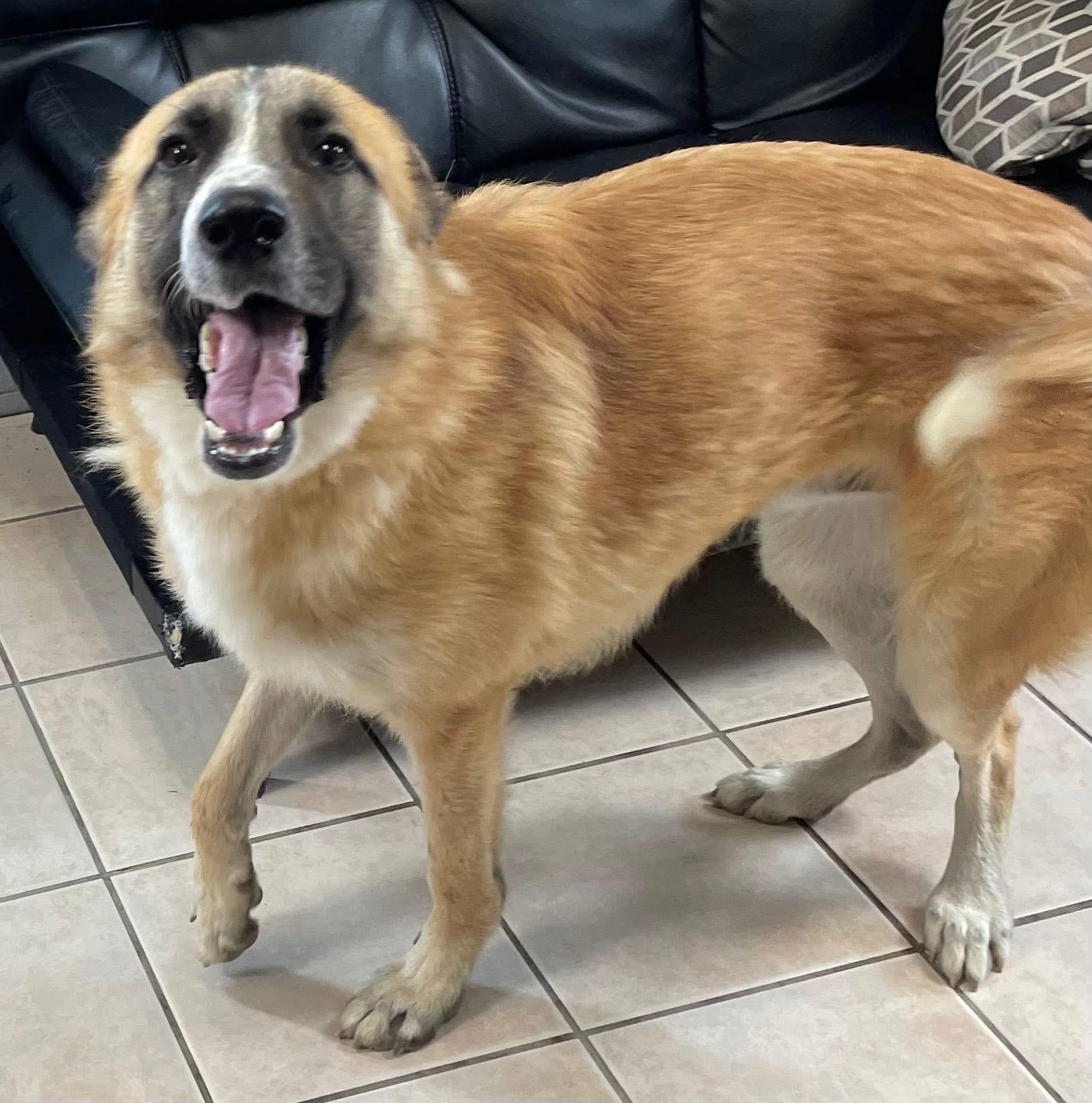 Enlarge BRODY, a Adoptable mixed breed in Cincinnati, OH image 2/4