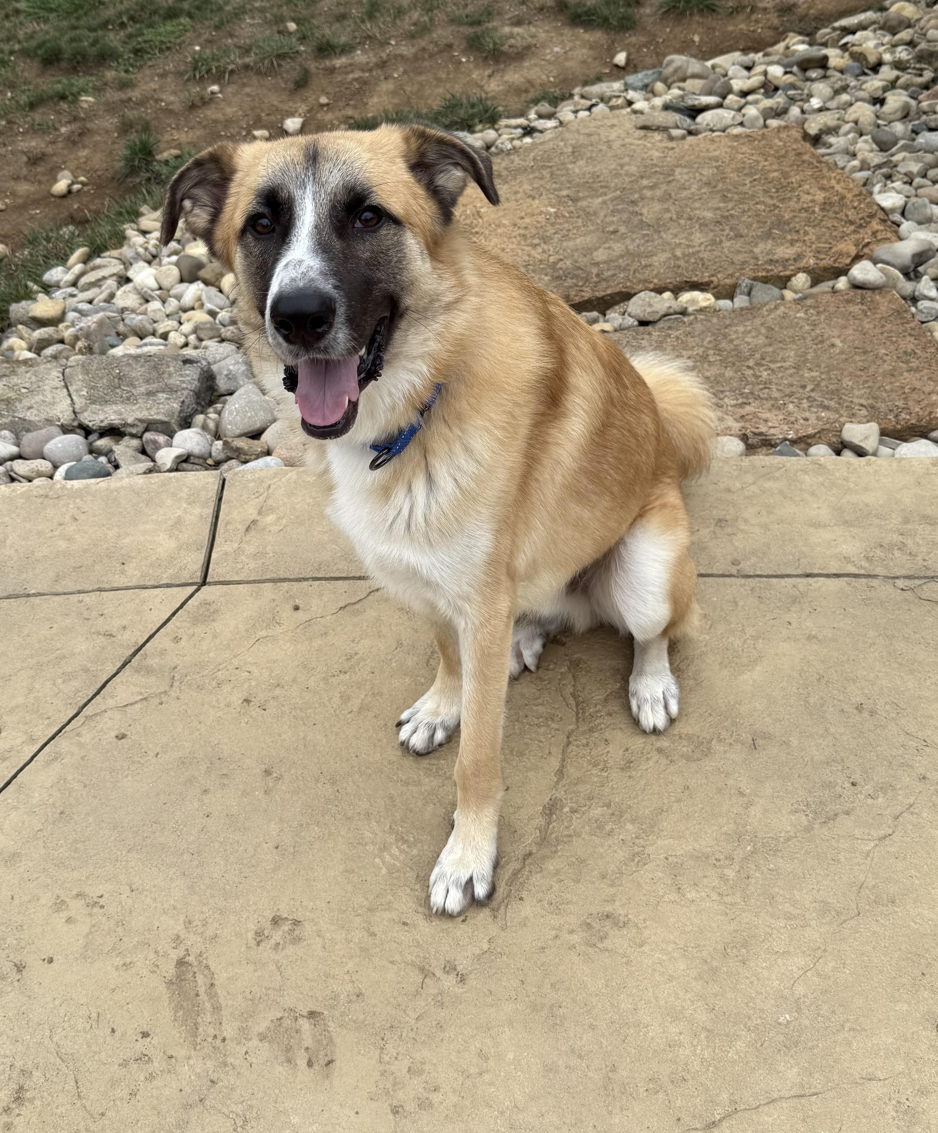 Enlarge BRODY, a Adoptable mixed breed in Cincinnati, OH image 3/4