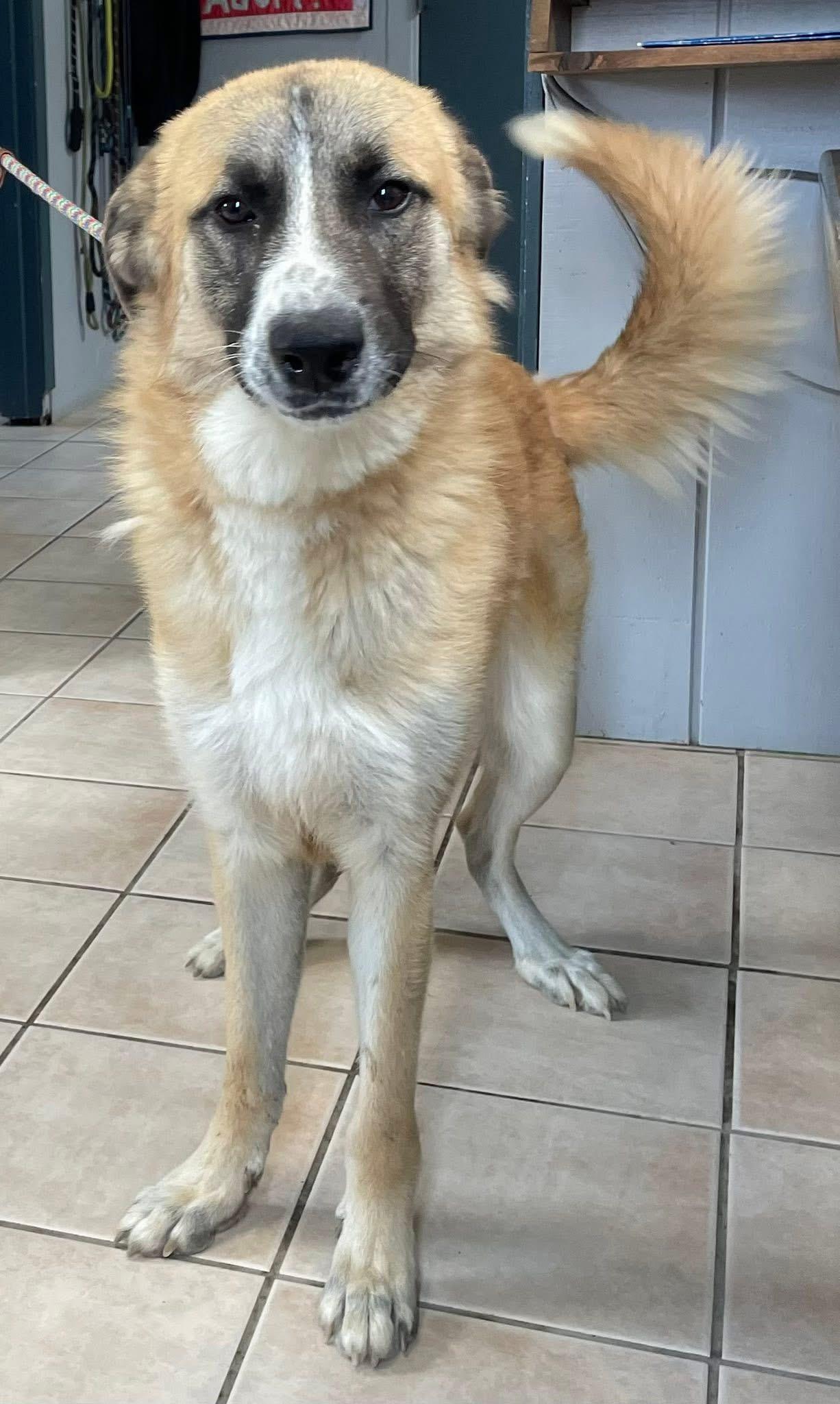 Enlarge BRODY, a Adoptable mixed breed in Cincinnati, OH image 4/4