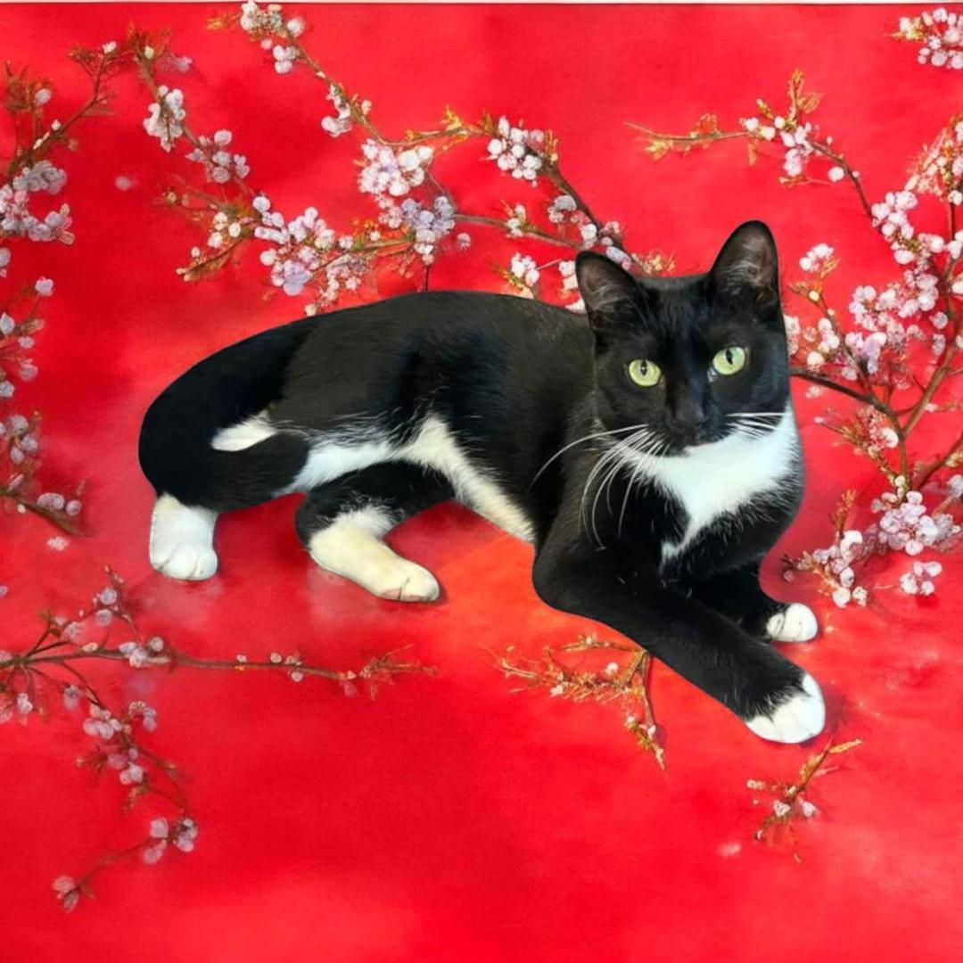 Lexi, Adoptable, Adult Female Tuxedo.