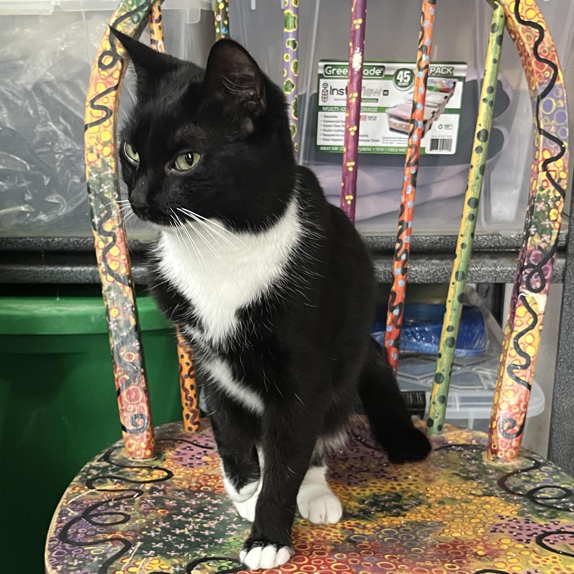 Lexi, a Adoptable Tuxedo in Gilroy, CA image 3/4