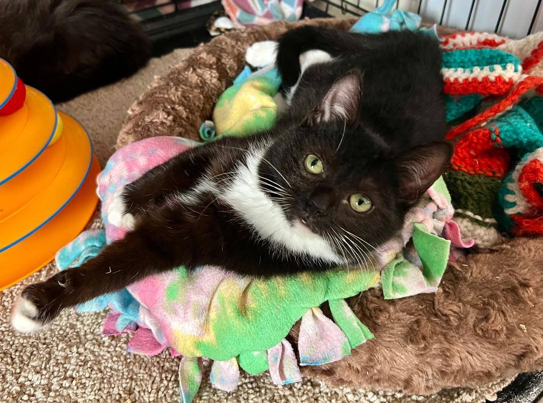 Lexi, a Adoptable Tuxedo in Gilroy, CA image 4/4