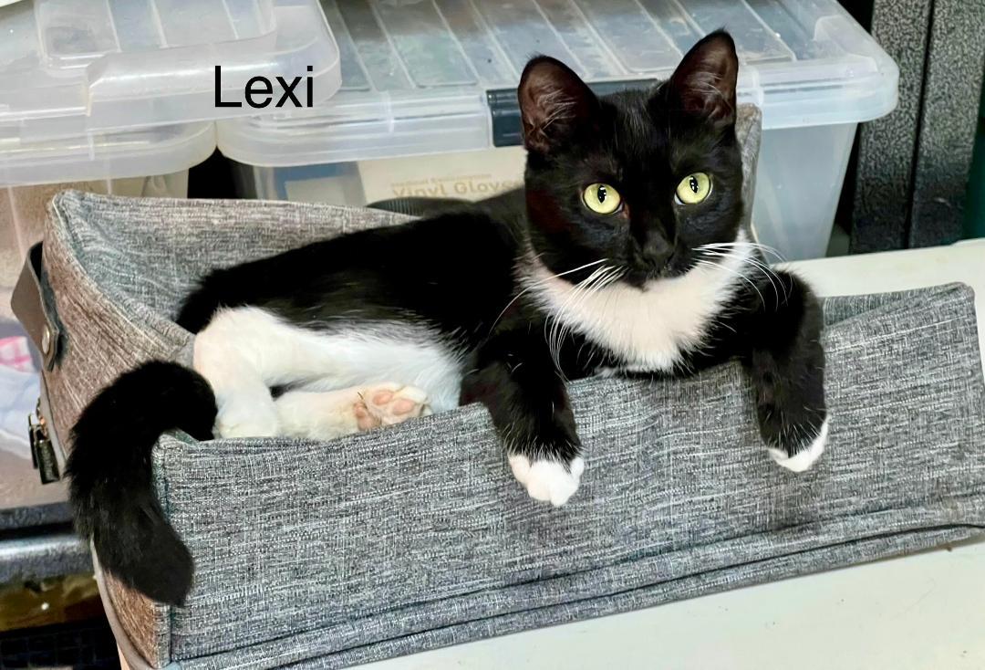 Lexi, a Adoptable Tuxedo in Gilroy, CA image 2/4