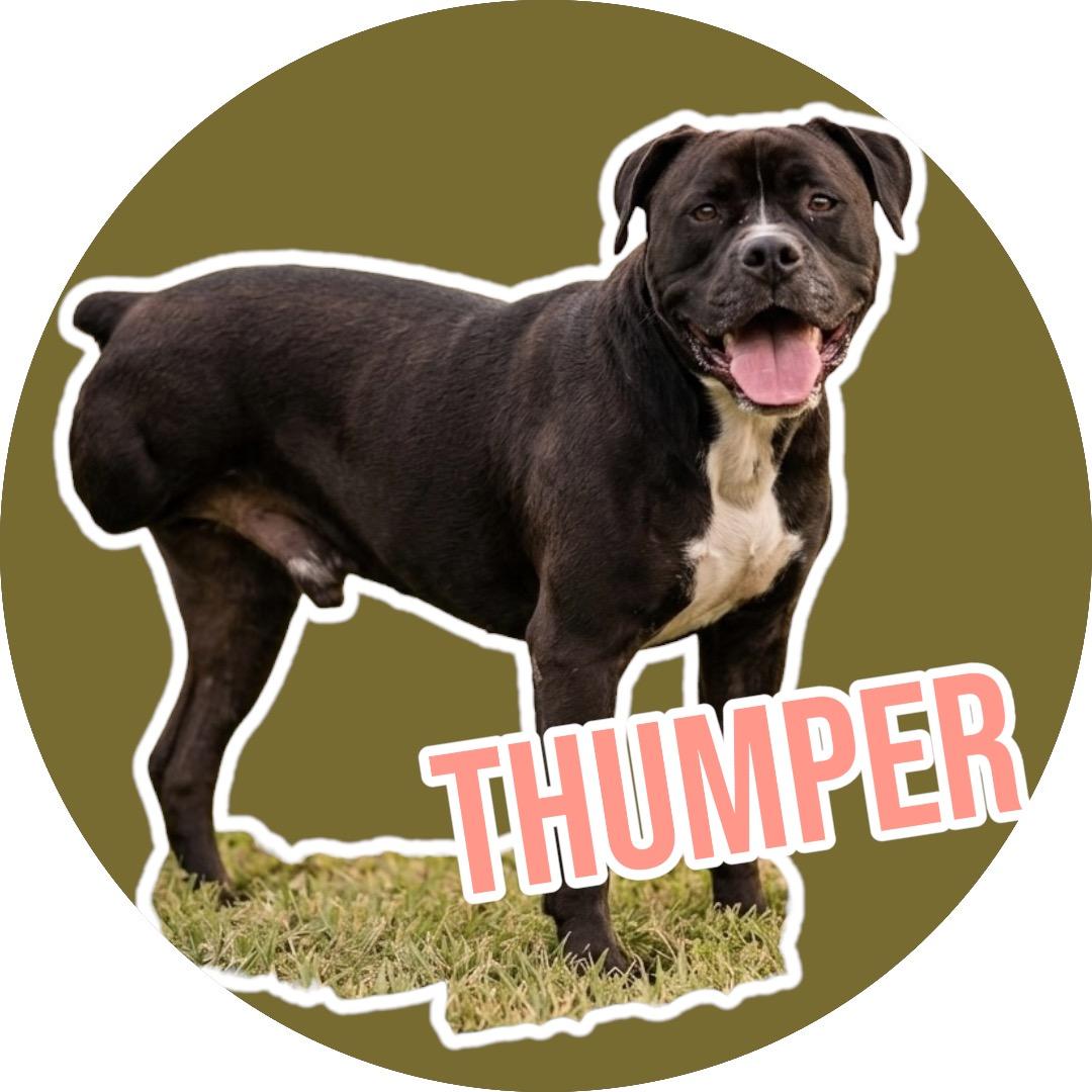 Enlarge Thumper, a Adopted mixed breed in Evans City, PA image 1/6