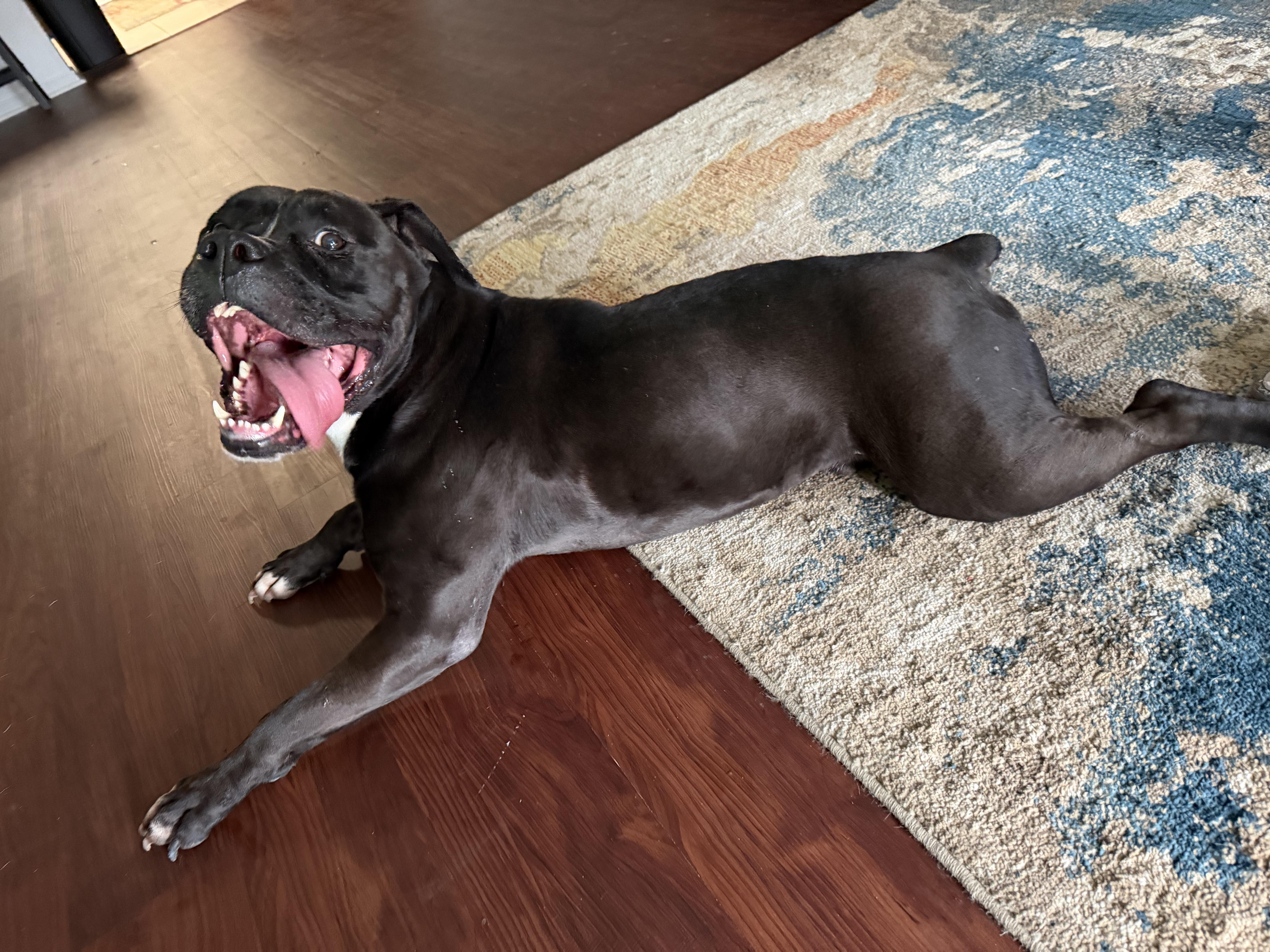 Enlarge Thumper, a Adopted mixed breed in Evans City, PA image 4/6