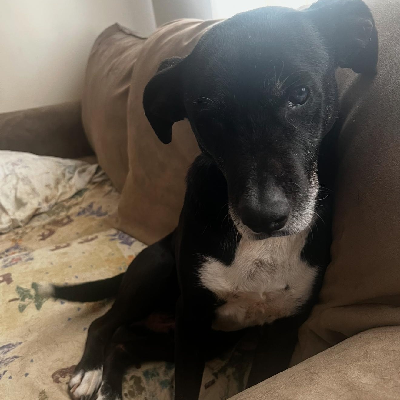 Odin, a Adopted mixed breed in Junction City, KY image 2/6