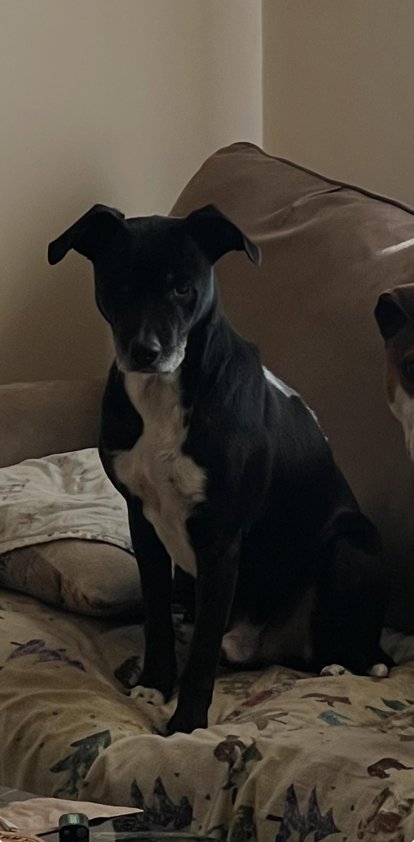 Odin, a Adopted mixed breed in Junction City, KY image 4/6