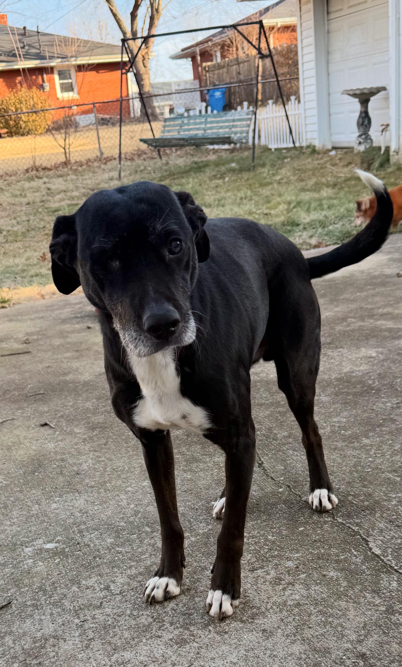 Odin, Adopted, Adult Male Black Labrador Retriever.