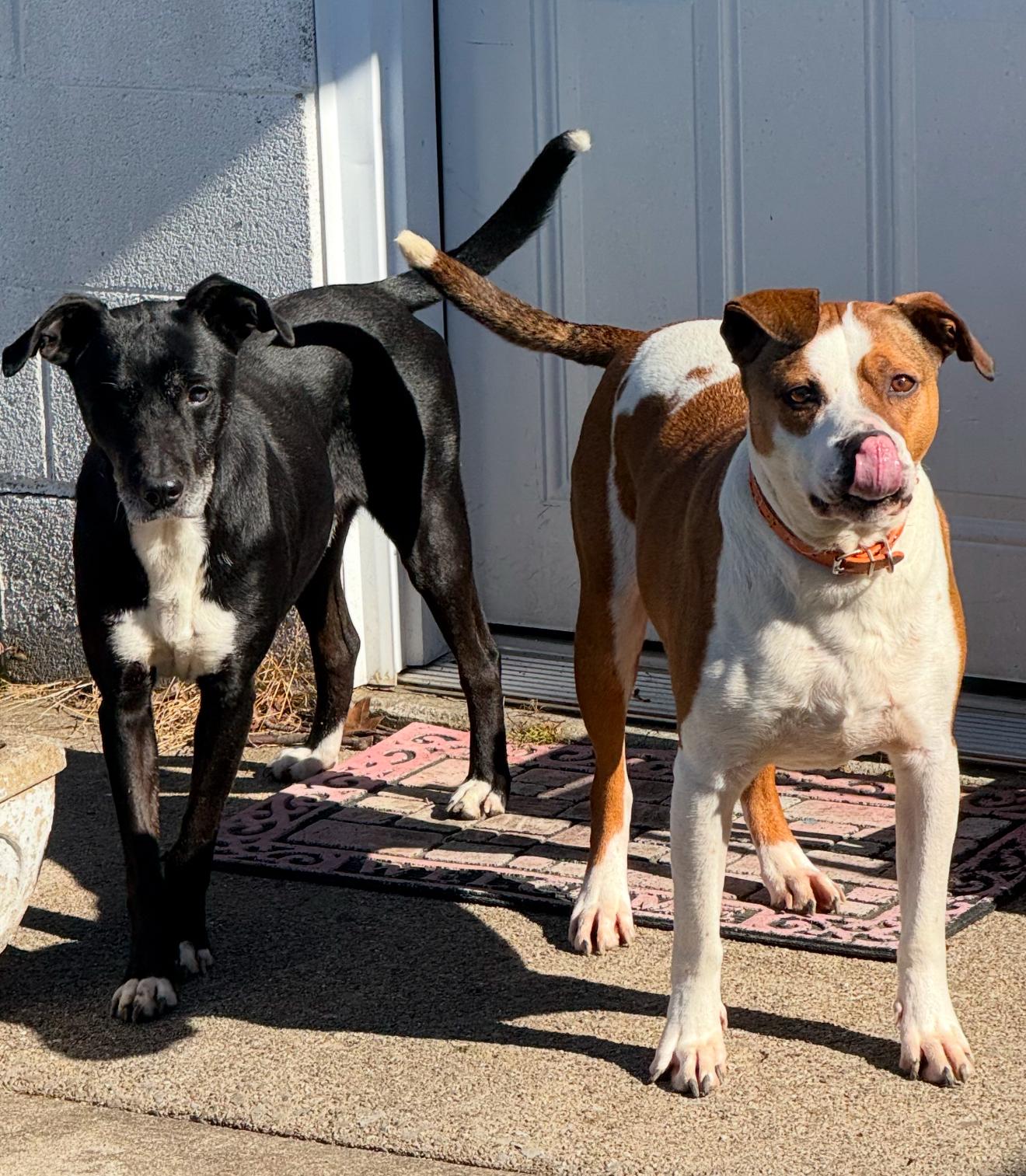 Odin, a Adopted mixed breed in Junction City, KY image 5/6