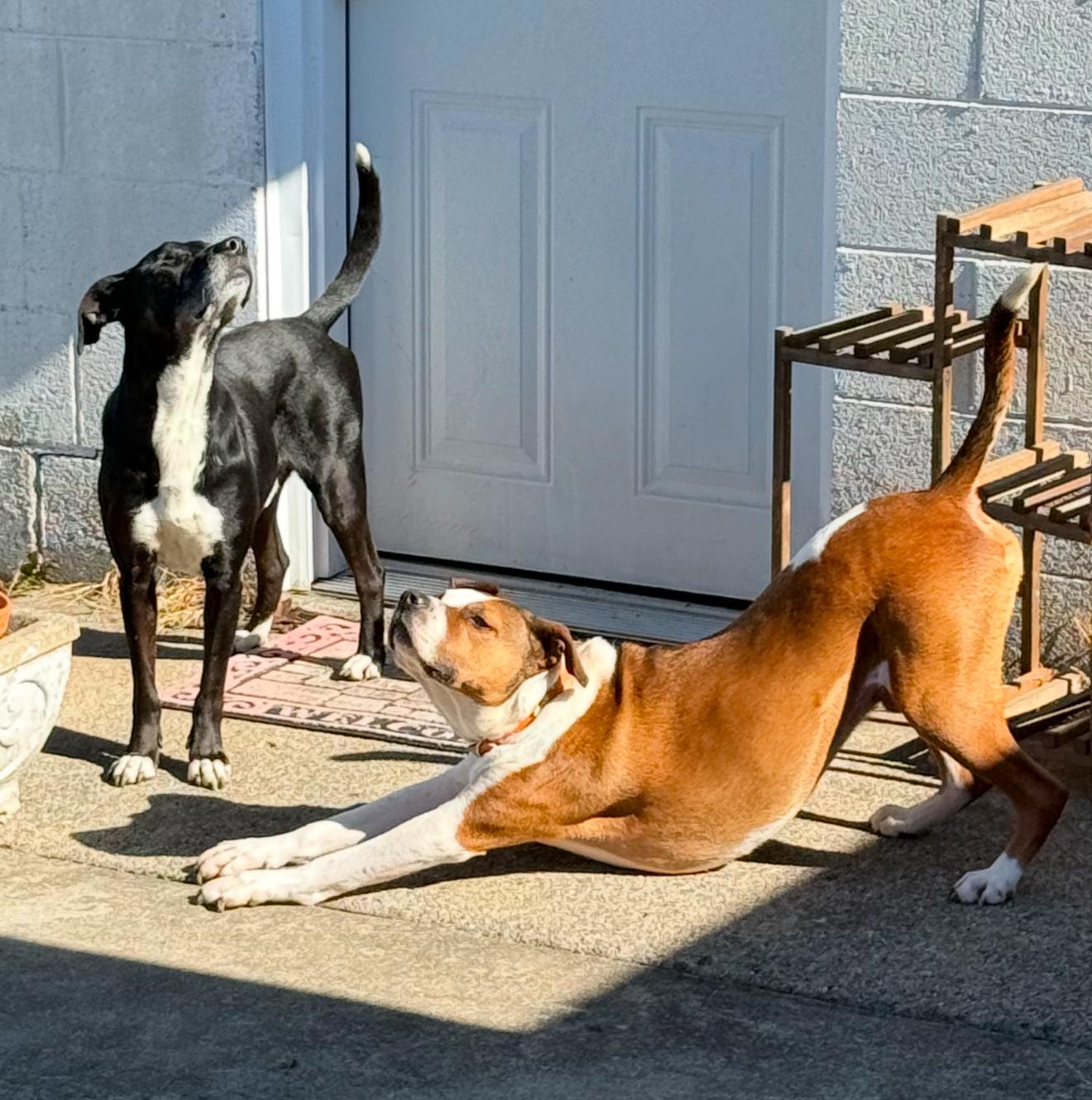 Odin, a Adopted mixed breed in Junction City, KY image 3/6