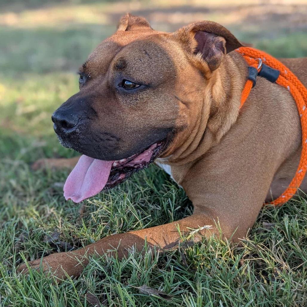 Champs, Adoptable, Adult Male English Bulldog & Mixed Breed.