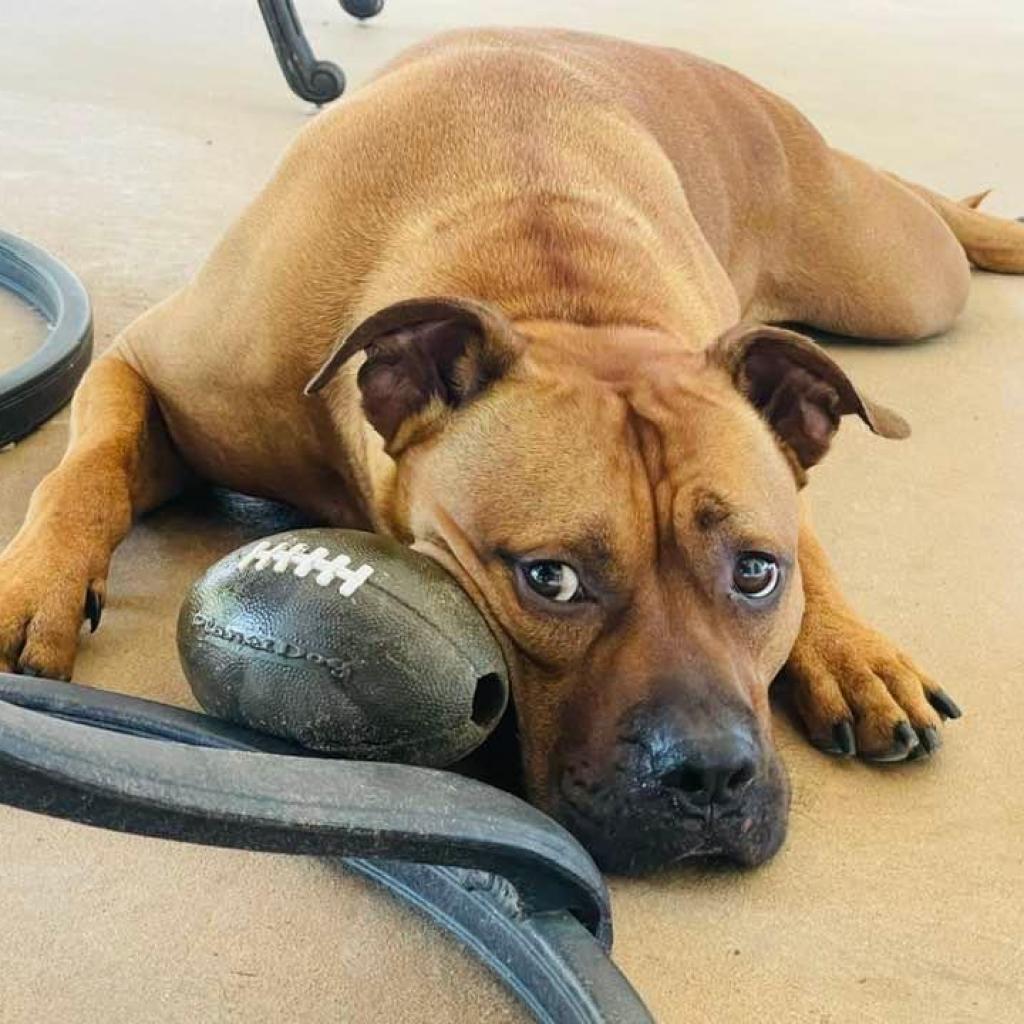 Enlarge Champs, a Adoptable mixed breed in Allen, TX image 1/6