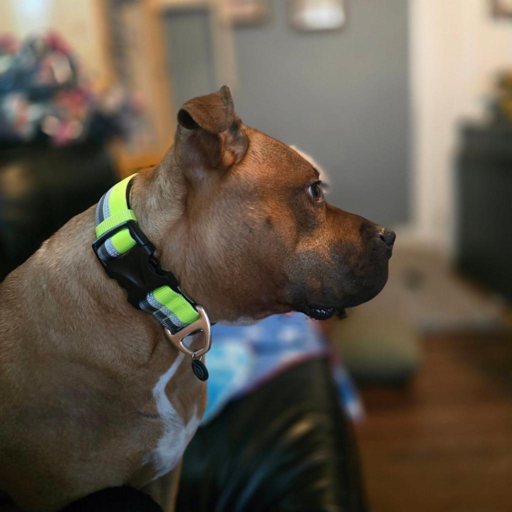 Champs, Adoptable, Adult Male English Bulldog & Mixed Breed.