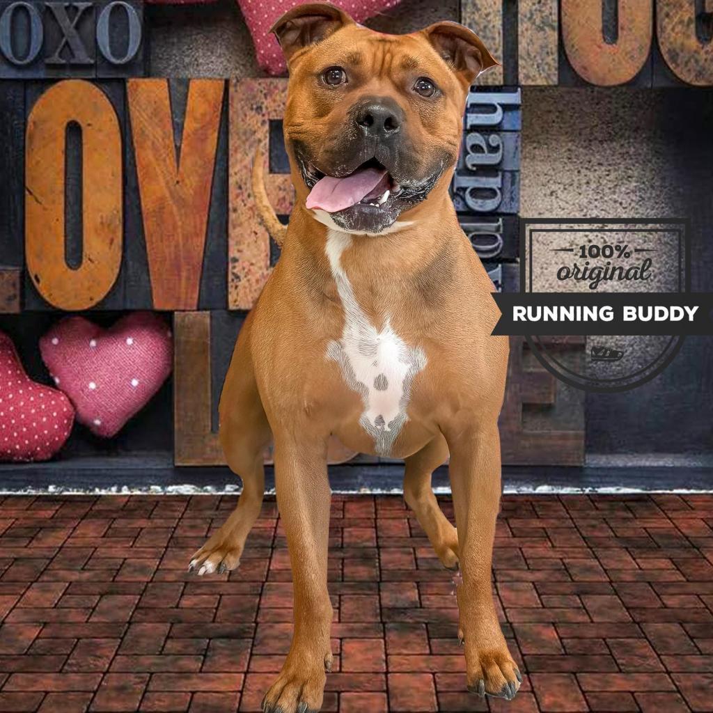 Enlarge Champs, a Adoptable mixed breed in Allen, TX image 2/6