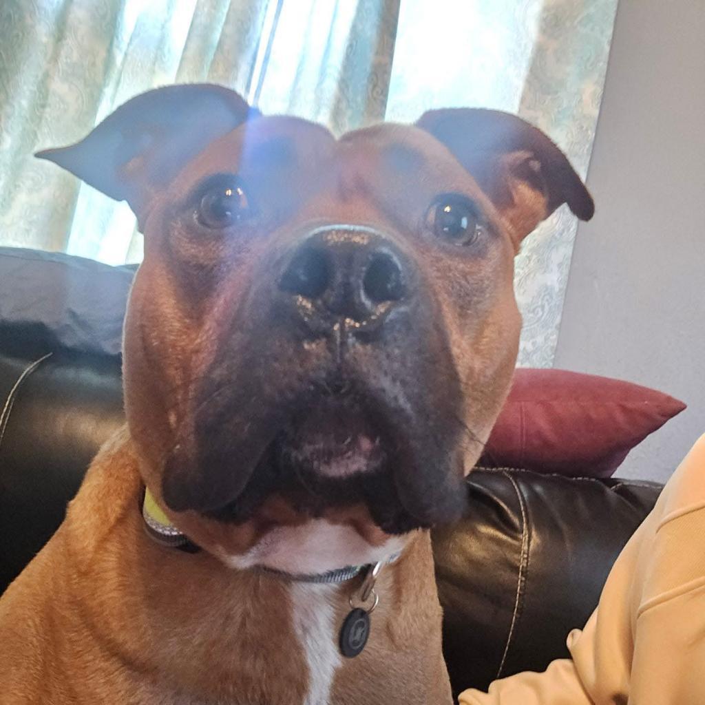 Enlarge Champs, a Adoptable mixed breed in Allen, TX image 3/6