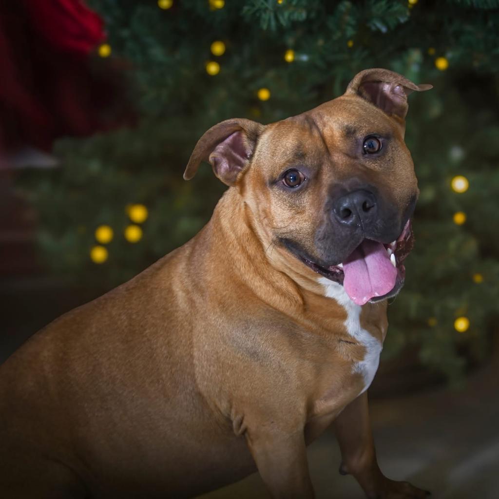 Enlarge Champs, a Adoptable mixed breed in Allen, TX image 5/6