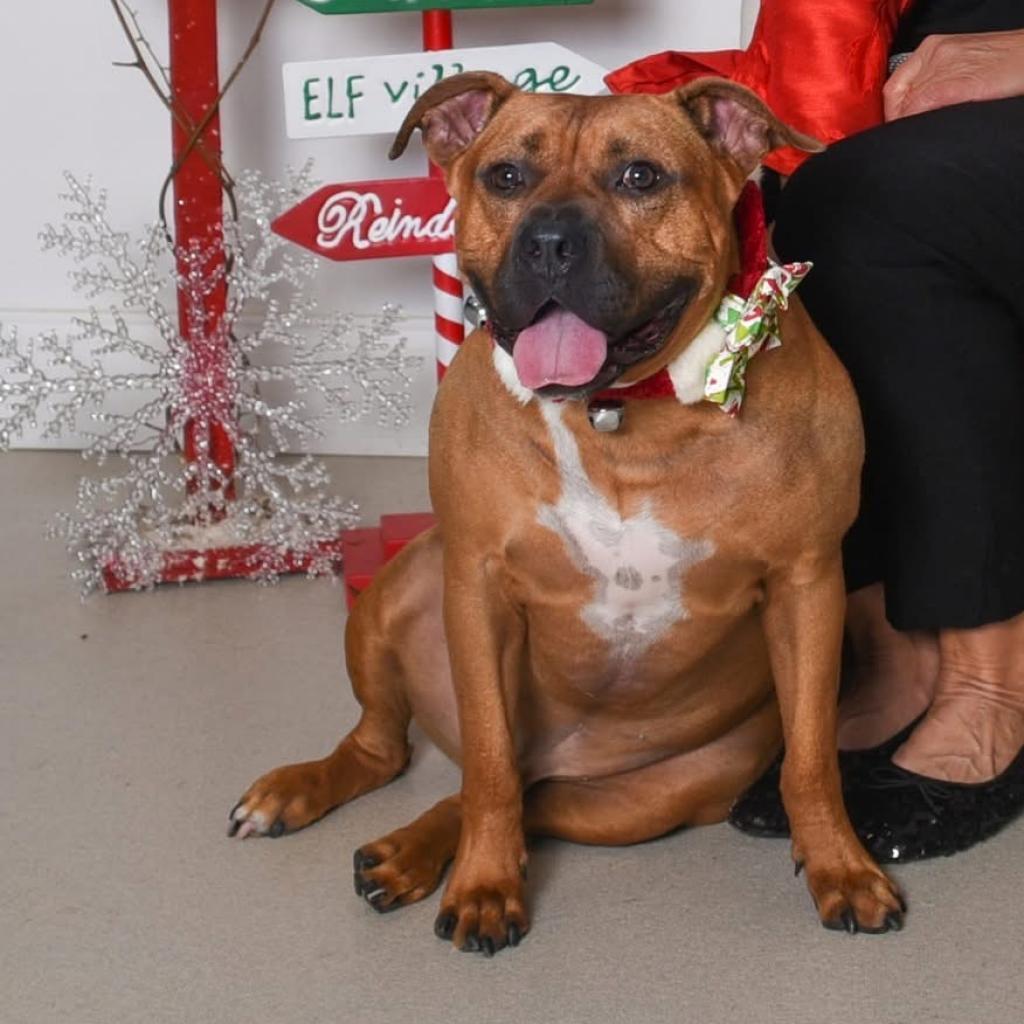 Enlarge Champs, a Adoptable mixed breed in Allen, TX image 6/6