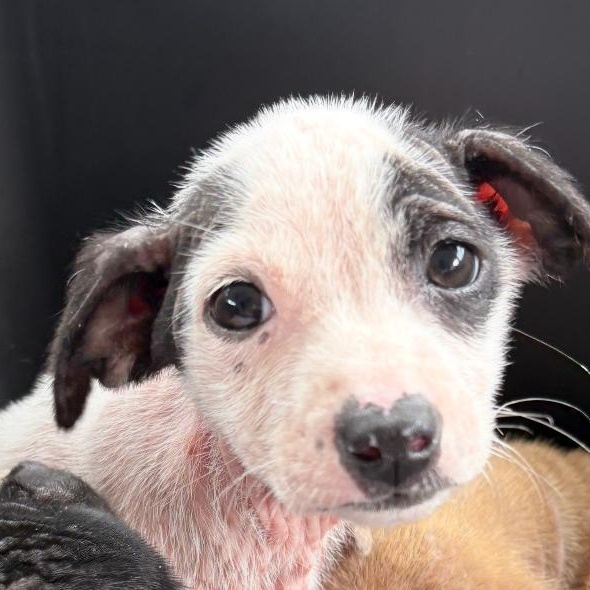 Boba - The Cuddliest Puppy Ever, an adopted mixed breed in Philadelphia , PA image 6/6