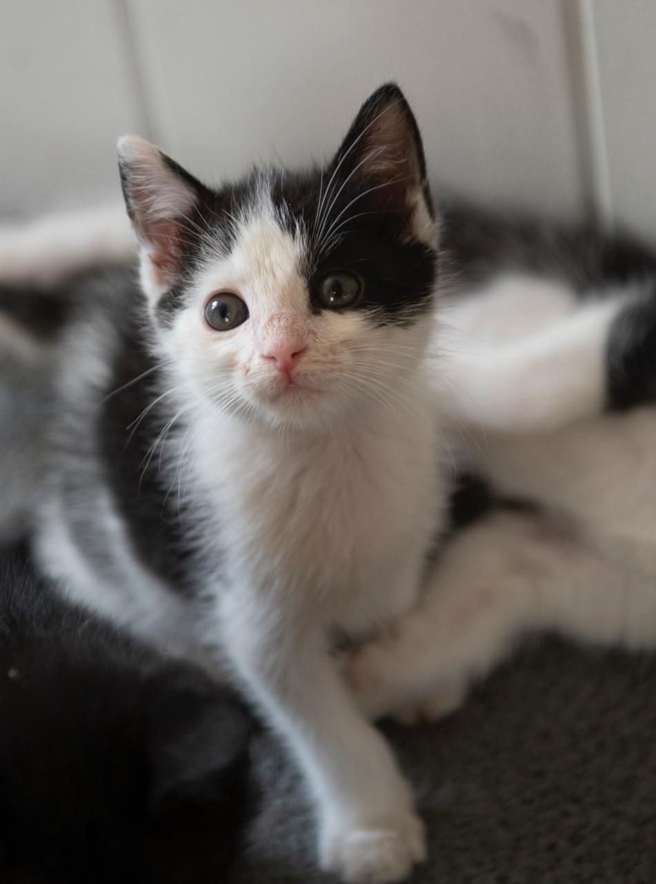 Captain Opposite, an adopted American Shorthair in Winston-Salem, NC image 2/4