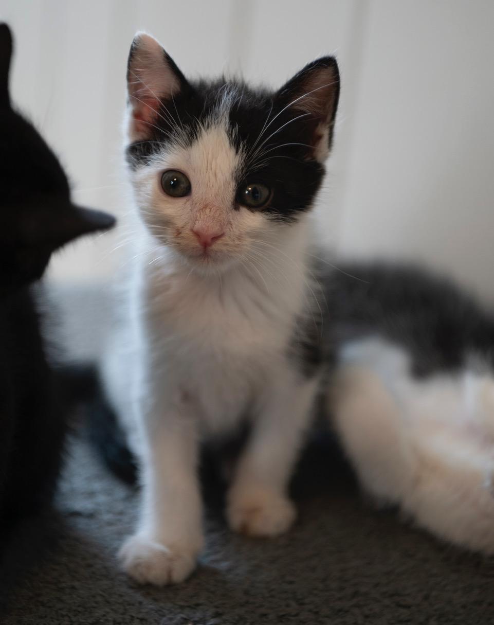 Captain Opposite, an adopted American Shorthair in Winston-Salem, NC image 3/4