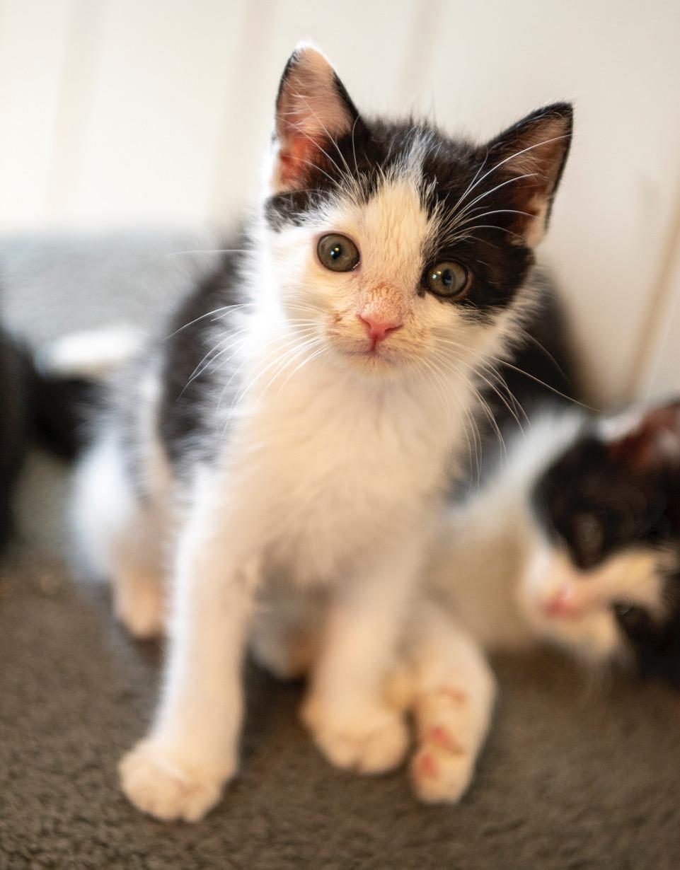 Captain Opposite, an adopted American Shorthair in Winston-Salem, NC image 4/4