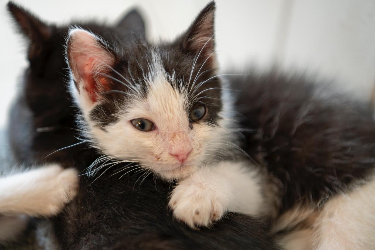 Captain Opposite, adopted, Kitten Male American Shorthair.