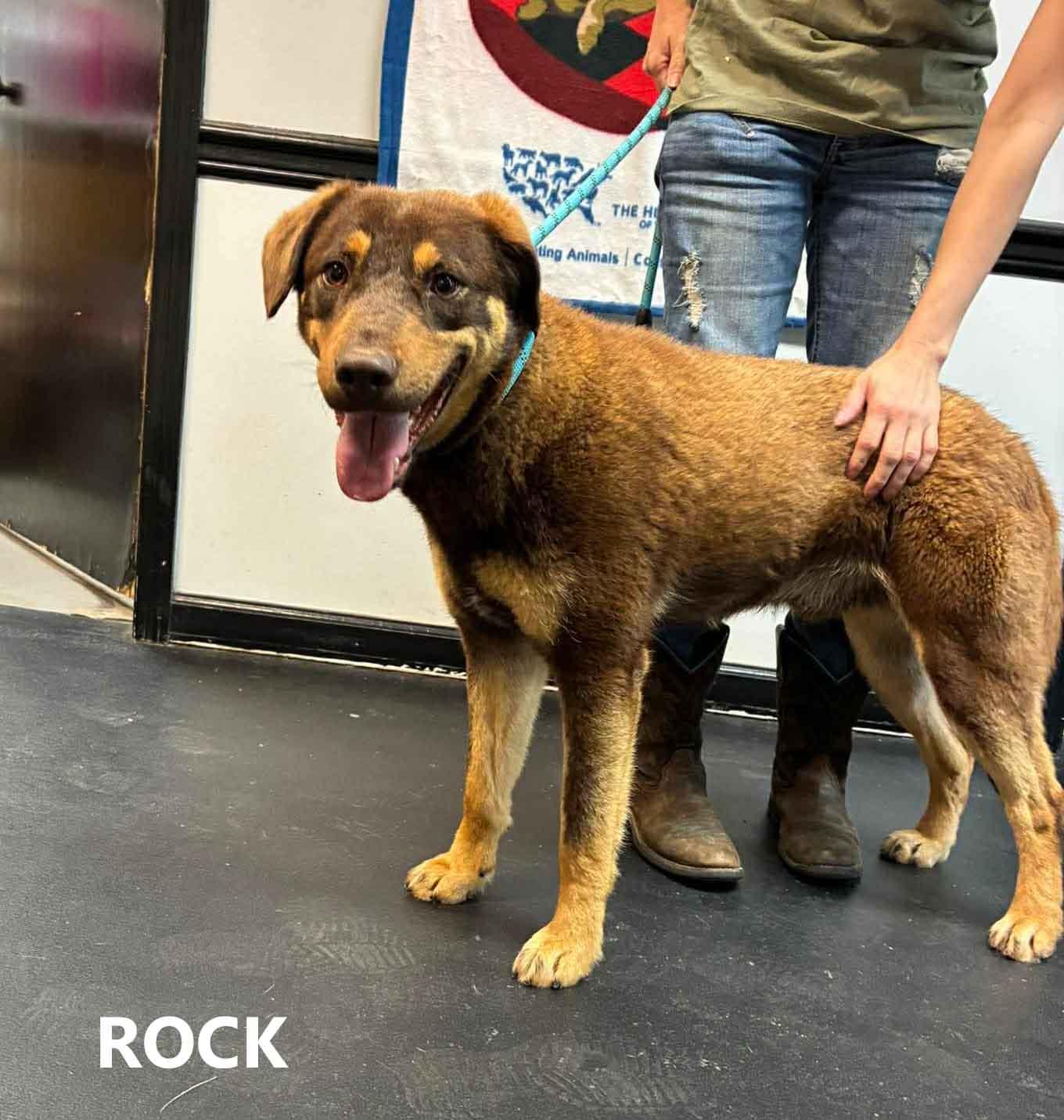 Enlarge Rock, a ADOPTABLE mixed breed in Washington, GA image 2/2